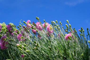 Güneşli bir yaz gününde bahçedeki küçük, canlı pembe karanfil çiçeklerine (Dianthus caryophyllus) yakın plan, açık hava çiçekleri ve yumuşak odak ile çekilmiş güzel arka plan.