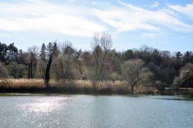 Romanya 'nın Bükreş kentindeki Tineretului Parkı' nda (Parcul Tineretului), güneşli bir kış gününde, göl kenarındaki büyük yaşlı ağaçların manzarası