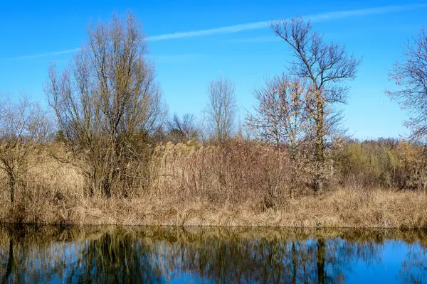 Krajobraz Dużymi Starymi Drzewami Pobliżu Jeziora Tineretului Park Parcul Tineretului — Zdjęcie stockowe
