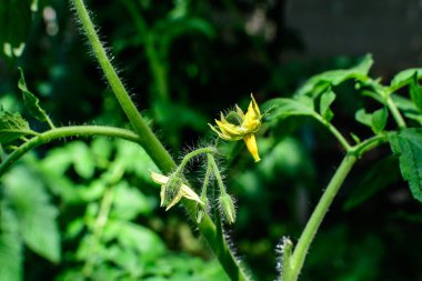 Yeşil yapraklı taze organik domates ve doğrudan güneş ışığıyla küçük çiçekler, güneşli bir yaz gününde, güzel bir açık hava tek renkli arka planda seçici bir odak ile fotoğraflanmış.