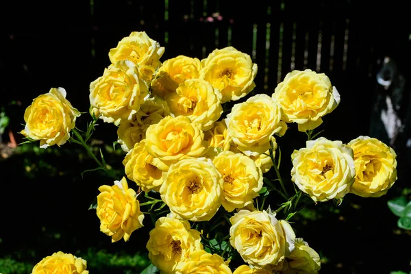 Großer Grüner Strauch Mit Vielen Frischen Leuchtend Gelben Rosen Und — Stockfoto