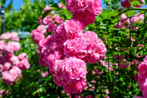 Großer Grüner Strauch Mit Vielen Frischen Leuchtend Rosa Rosen Und — Stockfoto