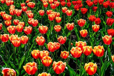 Güneşli bir bahar bahçesinde çiçek açan pek çok canlı kırmızı ve sarı laleler, yumuşak odak ile çekilen güzel açık hava çiçekleri.