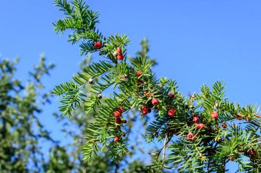 Birçok küçük yeşil yapraklar ve Thuja kozalaklı ağaçlarının kırmızı zehirli meyveleri, güneşli bir yaz gününde yaygın olarak bilinen asarborvitler, eşkıyalar veya sedir ağaçları