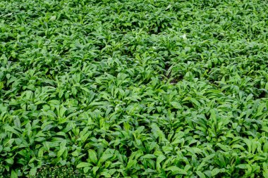 Sonbahar bahçesinde bir sürü canlı yeşil yapraklı doku, güzel tek renkli arka plan.
