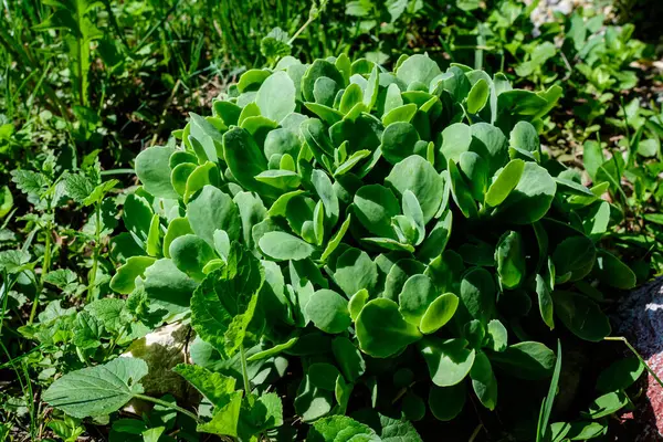 Viele Zarte Grüne Blätter Von Sedum Oder Steinpilz Einem Garten — Stockfoto