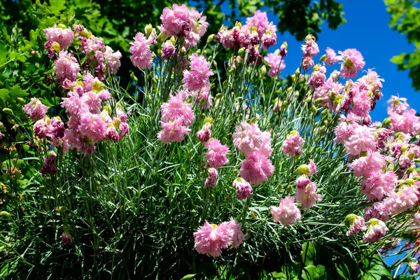 Primer Plano Muchas Pequeñas Flores Clavel Rosadas Vívidas Delicadas Dianthus — Foto de Stock