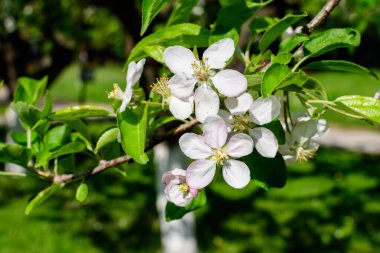 Narin beyaz elma ağacı çiçeklerinin açtığı bir dalın kapağı güneşli bir bahar gününde bahçenin arka planında bulanık bir arkaplan, güzel Japon kiraz çiçekleri çiçek arka planı, sakura