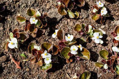 Güneşli bir bahar gününde taze yeşil yaprakları olan birçok küçük begonya çiçeğinin üst görüntüsü, Begoniaceae ailesindeki her daim çiçek açan bitkiler, doğrudan güneş ışığına sahip canlı çiçek arkaplanı.