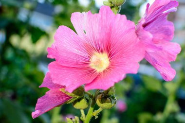 Althaea officinalis bitkisinin narin pembe çiçekleri, genellikle bir İngiliz kır evinin bahçesinde marsh-mallow olarak bilinir güneşli bir yaz gününde, güzel bir açık hava çiçek arka planında.