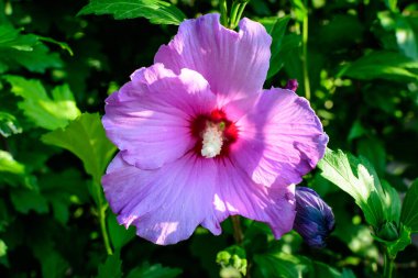 Cornus kousa ağacının pembe narin çiçeği, genel olarak ousa, kousa, Çin, Kore ve Japon odun ağacı olarak bilinir, ve güneşli bir bahar gününde bahçedeki yeşil yapraklar, güzel bir açık hava çiçek arkaplanı.