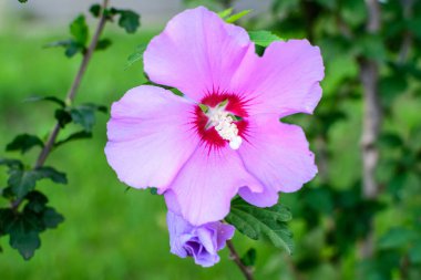 Cornus kousa ağacının pembe narin çiçeği, genel olarak ousa, kousa, Çin, Kore ve Japon odun ağacı olarak bilinir, ve güneşli bir bahar gününde bahçedeki yeşil yapraklar, güzel bir açık hava çiçek arkaplanı.