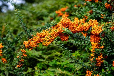 Pyracantha bitkisinin küçük sarı ve portakal meyveleri ya da meyveleri, güneşli bir sonbahar gününde bahçedeki ateş dikenleri olarak da bilinir, güzel açık hava çiçekli arka plan yumuşak odaklı fotoğraflanmıştır.