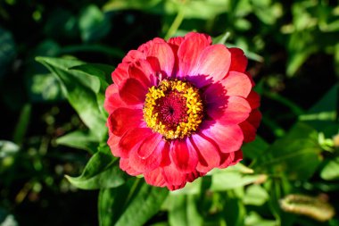 Bulanık yeşil arka planda çiçek açmış güzel bir kırmızı zinya çiçeğine yakın çekim, güneşli bir yaz gününde bir bahçede yumuşak bir odak ile fotoğraflanmış.