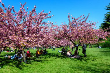 Bükreş, Romanya, 25 Nisan 2021 Güneşli bir bahar gününde Japon Bahçesi 'nde Kral I. Michael Park' tan (eski Herastrau) birçok pembe çiçekli büyük kiraz ağaçları, sakura