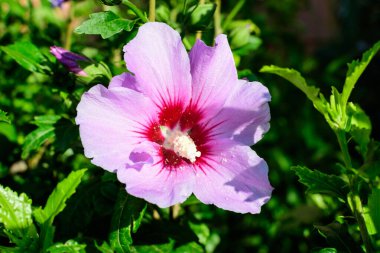 Cornus kousa ağacının pembe narin çiçeği, genel olarak ousa, kousa, Çin, Kore ve Japon odun ağacı olarak bilinir, ve güneşli bir bahar gününde bahçedeki yeşil yapraklar, güzel bir açık hava çiçek arkaplanı.