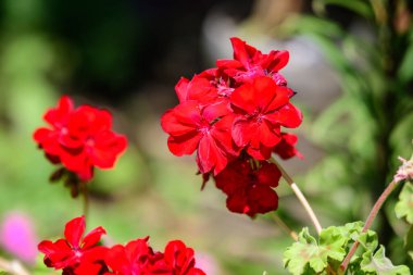 Canlı kırmızı Pelargonium çiçekleri (yaygın olarak sardunya, pelargonyum ya da leylek gagası olarak bilinir) ve güneşli bir bahar gününde bahçedeki bir kaptaki taze yeşil yapraklar, çok renkli doğal doku