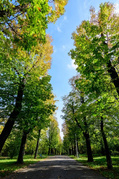 Romanya 'nın Bükreş kenti Parcul Carol' da (Carol Park) güneşli bir sonbahar gününde yeşil ve sarı eski büyük kestane ağaçları ve otlarla çevrili ara sokakla manzara