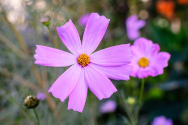 Güneşli bir yaz gününde, İngiliz kır evi tarzında bir bahçede, Cosmos 'un narin pembe çiçekleri, açık hava çiçekleri, yumuşak odak ile çekilmiş fotografları.