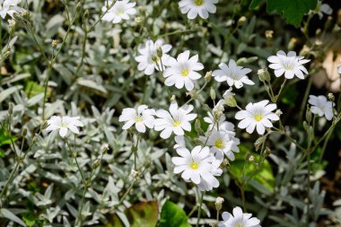 Her daim yeşil olan Cerastium tomentosum bitkisinin birçok narin beyaz çiçeği güneşli bir bahar bahçesinde, güzel açık hava çiçekli arka planda yumuşak odak ile fotoğraflanmış.