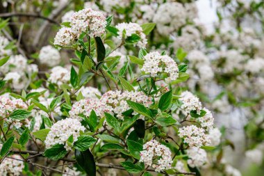 Üzerinde Viburnum carlesii bitkisinin narin beyaz çiçekleri olan çalılar. Yaygın olarak ok ağacı ya da Kore baharatlı viburnum olarak bilinir. Güneşli bir bahar gününde bir bahçede.