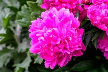 Güneşli bir yaz gününde bahçede açan büyük pembe şakayık çiçeğinin kapanışı. Açık hava çiçeklerinin arka planında yumuşak bir odak ile çekilmiş.