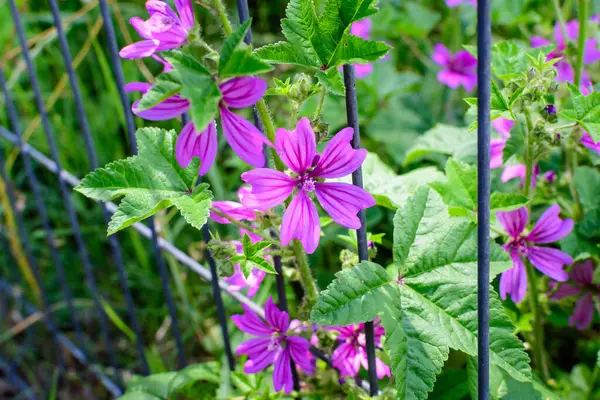 Althaea officinalis bitkisinin birçok narin pembe çiçekleri, genellikle bir İngiliz kır evinde marsh-mallow olarak bilinir güneşli bir yaz gününde, güzel bir açık hava çiçek arka planında