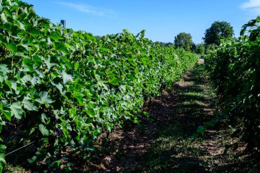 Güneşli bir sonbahar gününde üzüm bağlarında birçok olgun organik üzüm ve yeşil yapraklı büyük bitkilerle dolu bir sıra.
