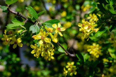 Ribes aureum 'un sarı çiçekli dalı, altın frenk üzümü olarak bilinir, karanfil üzümü, pruterberryorbuffalo üzümü, güneşli bir bahar gününde bir bahçede.