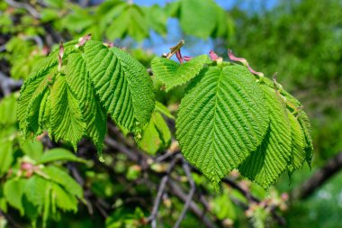 Güneşli bahar bahçesinde çitlerde veya çalılıklarda yetişen pek çok karaağaç yaprağının dokulu doğal arkaplanı