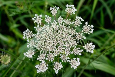Anthriscus Sylvestris 'in pek çok narin beyaz çiçeği, genellikle inek gagalı maydanoz, ormandaki yaban gülü ya da keck olarak da bilinir.