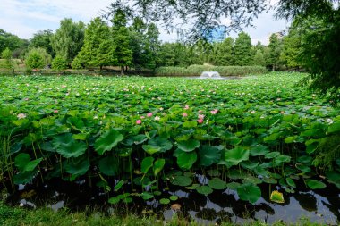 Bükreş, Romanya 'daki Circus Park' ta (Parcul Circului) yumuşak bir odak noktasıyla çekilmiş güzel bir açık hava çiçek arkaplanı, yaz bahçesinde tamamen çiçek açmış ve yeşil yapraklı nilüfer çiçekleri (Nymphaeaceae).