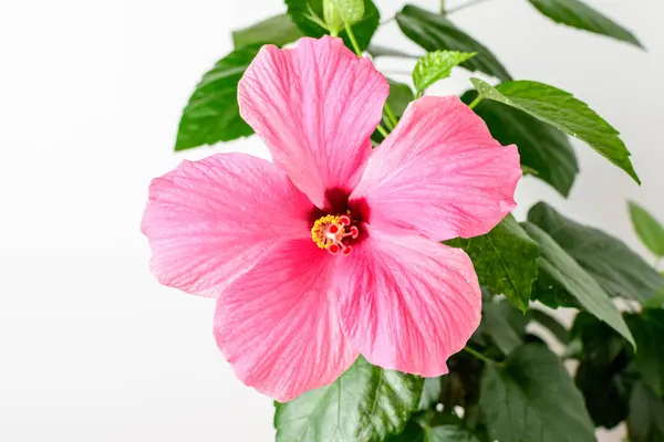 One large and delicate vivid pink hibiscus flower in an garden pot near a light grey wall, indoor floral background photographed with selective focus