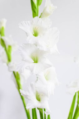 Narin beyaz Gladiolus çiçekleri bir odanın içinde büyüyen bir duvarın yanında seçici bir odak noktasıyla çekilmiş çiçek arkaplanı.
