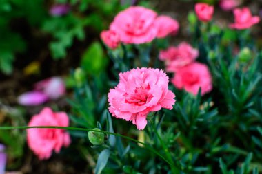 Güneşli bir yaz gününde çiğ ahşap bir masa üzerinde küçük, canlı pembe karanfil çiçekleri (Dianthus caryophyllus) kapatın.