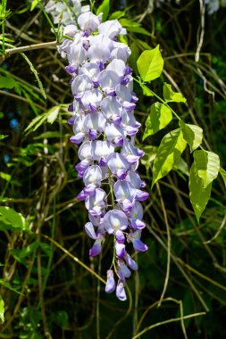 Açık mavi Wisteria çiçeklerini ve açık mavi gökyüzüne doğru büyük yeşil yaprakları yakın güneşli bir bahar gününde bir bahçede, güzel bir açık hava çiçekli arka planda seçici bir odak ile fotoğraflanmış