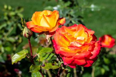 Güneşli bir yaz gününde, bahçedeki iki canlı turuncu gül ve yeşil yapraklar, güzel açık hava çiçekli arka plan, yumuşak odak ile fotoğraflanmış.