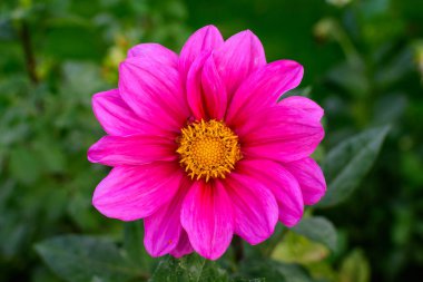 Bulanık yeşil arka planda tam çiçek açmış güzel, pembe mor bir yıldız çiçeği güneşli bir yaz gününde, yumuşak bir odak ile bir bahçede fotoğraflanmış.