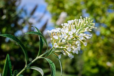 Buddleja davidii bitkisinin birçok küçük çiçeği, yaz leylağı, kelebek çalısı veya turuncu göz olarak bilinir, güneşli bir bahar bahçesinde tam çiçek ve yeşil çimenler, güzel bir açık hava çiçek arkaplanı