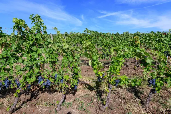 Row with large plants with many ripe organic dark black grapes and green leaves in vineyard in a sunny autumn day