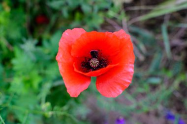 Küçük su damlaları olan canlı kırmızı bir gelincik ve güneşli bir yaz bahçesinde bulanık yeşil çimenler, seçici bir odak ile çekilmiş güzel bir açık hava çiçekli arka plan.