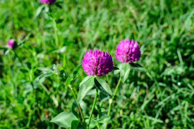 Güneşli bir bahar gününde, iki yonca (trifolium) pembe çiçekler ve yeşil yaprakların arkaplanı, güzel bir açık hava çiçek arkaplanı