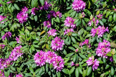 Açelya ve Rhododendron bitkilerinden oluşan geniş ve canlı bir çalılık güneşli bir Japon baharı bahçesinde, güzel bir açık hava çiçekli arka planda seçici bir odak ile fotoğraflanmış.