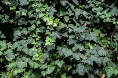 Arka planda birçok yeşil Hedera sarmaşığı, yaygın sarmaşık, İngiliz ya da Avrupa sarmaşık bitkisi sonbahar bahçesinde, güzel tek renkli arka plan