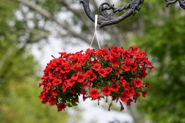 Petunia axillaris 'in geniş kırmızı çiçekleri güneşli bir bahar gününde bulanık bir arka planda saksıda.