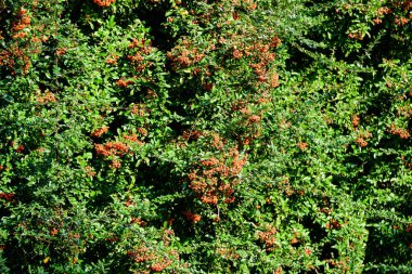 Pyracantha bitkisinin küçük sarı ve portakal meyveleri ya da meyveleri, güneşli bir sonbahar gününde bahçedeki ateş dikenleri olarak da bilinir, güzel açık hava çiçekli arka plan yumuşak odaklı fotoğraflanmıştır.