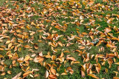 Minimalist tek renkli arka plan. Güneşli bir sonbahar gününde, parktaki yeşil çimlerin üzerinde büyük kırmızı ve turuncu yapraklar ve küçük çiçekler.