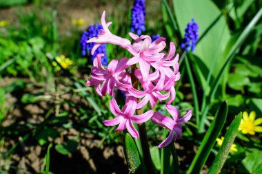 Geniş pembe Hyacinth ya da Hyacinthus çiçeklerini, güneşli bir ilkbahar gününde bir bahçede çiçek açarken, açık hava çiçeklerinin arka planında, yumuşak bir odak ile çekilmiş.