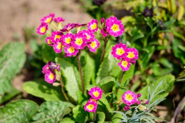 Primula bitkisinin pek çok canlı pembe mor çiçekleri ya da güneşli bir bahar bahçesinde inek ayağı çuha çiçeği olarak da bilinir.