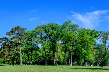 Romanya 'nın Bükreş kenti yakınlarındaki güneşli bir bahar gününde Mogosoaia Park' taki (Parcul Mogosoaia) eski yeşil ağaçların manzarası